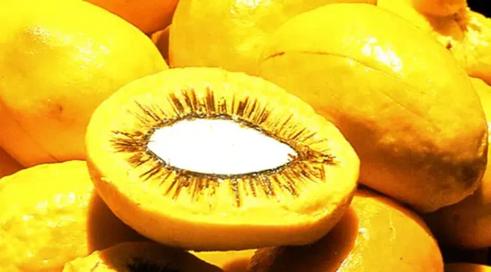 Pequi: O Ouro do Cerrado na Culinária Goiana e a Polêmica de Sua Origem