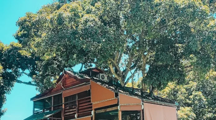 Casa na árvore em Goiás oferece experiência única em meio ao Cerrado