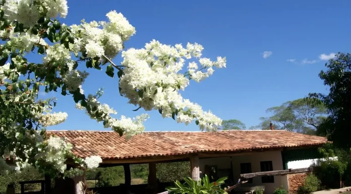 Fazenda Babilônia guarda mais de dois séculos de história e o famoso Café Sertanejo em Pirenópolis