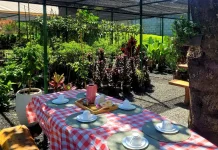 Café da manhã entre plantas e lago é o programa perfeito de domingo perto de Goiânia