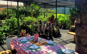 Café da manhã entre plantas e lago é o programa perfeito de domingo perto de Goiânia