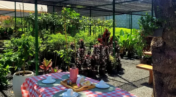 Café da manhã entre plantas e lago é o programa perfeito de domingo perto de Goiânia
